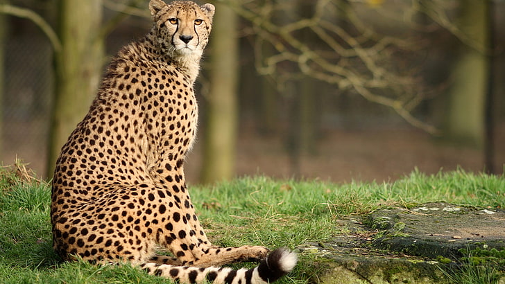 cheetah, feline, big cat, animals, predator, cat, africa, wildlife, safari, animal, wild, carnivore, mammal, leopard, african, fur, HD wallpaper