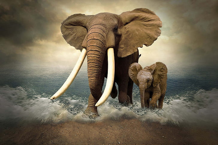 mar, elefante, photoshop, elefantes, colmillos, Fondo de pantalla HD