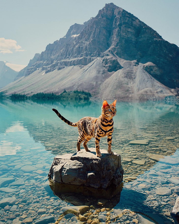 braune und schwarze Katze, Katze, Landschaft, Berge, Wasser, Felsen, Bäume, Tiere, HD-Hintergrundbild, Handy-Hintergrundbild