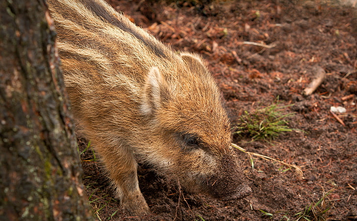 Wild Boar Piglet, brown pig, Animals, Wild, Forest, Boar, Piglet, HD wallpaper