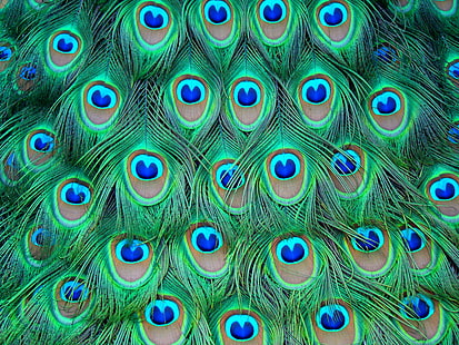 peacock feather, colored, feathers, peacock, HD wallpaper HD wallpaper