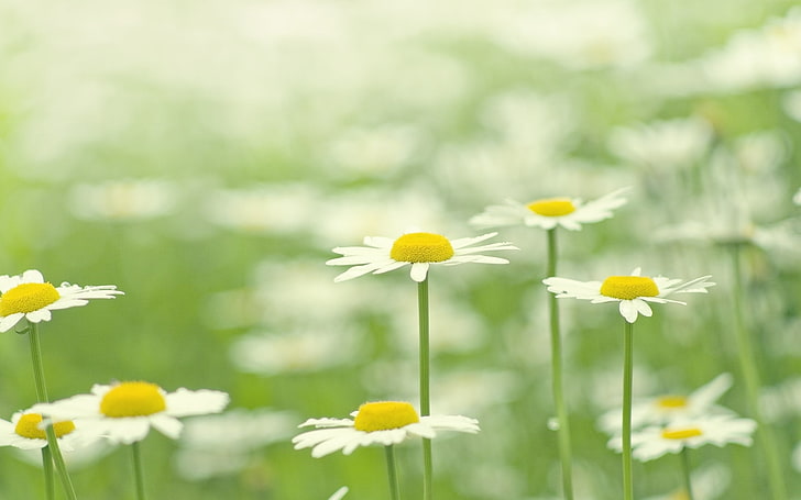 white-and-yellow chamomile flowers, greens, white, flower, grass, flowers, background, widescreen, Wallpaper, chamomile, blur, Daisy, full screen, HD wallpapers, fullscreen, HD wallpaper