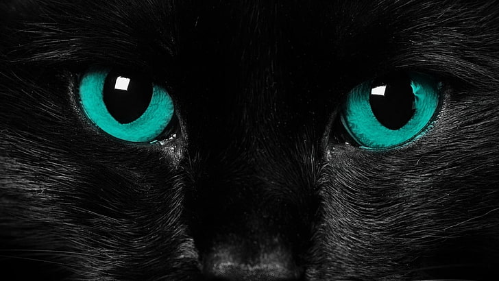 short-haired black cat, eyes, black cat, close-up, HD wallpaper