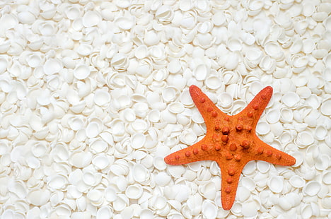 beach, background, shell, starfish, white, texture, marine, seashells, HD wallpaper HD wallpaper