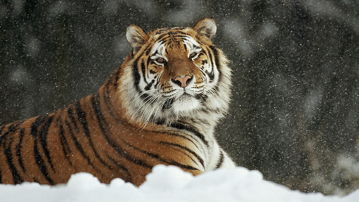 animals, siberian, tiger, HD wallpaper