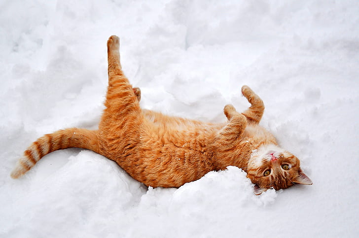 cat, redhead, snow, lies, playful, HD wallpaper