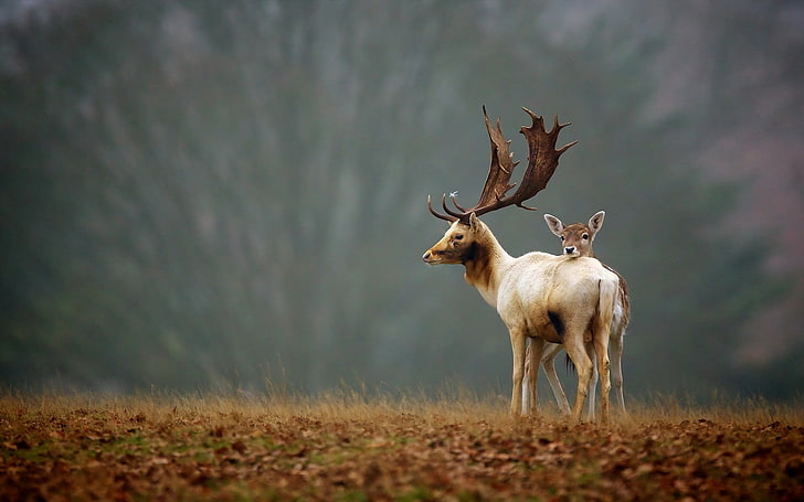 brown and white moose, deer, grass, nature, walk, HD wallpaper