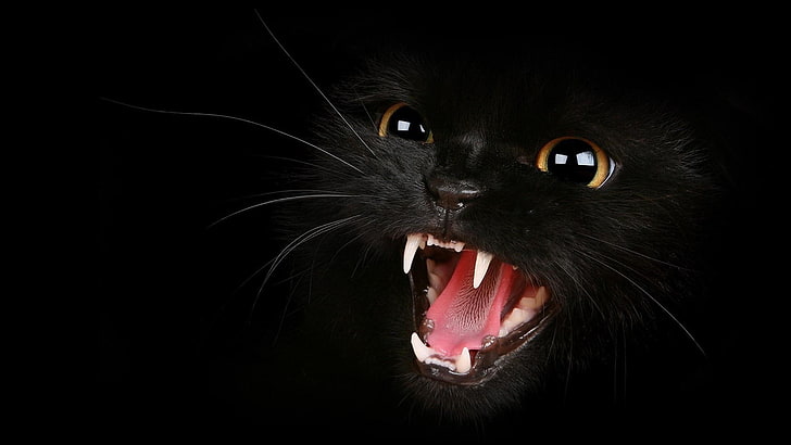 czarny kot, zęby, usta, oczy, ciemny, zły, Tapety HD