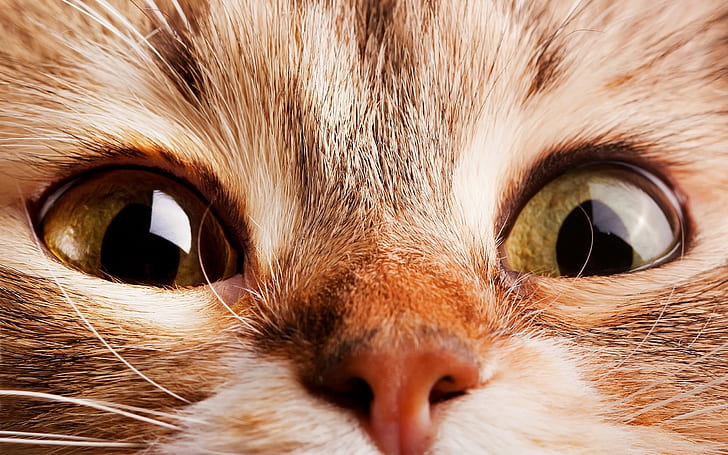 猫、目、面白い、動物、かわいいを閉じる、 HDデスクトップの壁紙