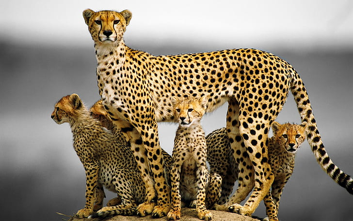Cheetah family, cheetah with 3 cubs, cheetah, Cat, family, kittens, HD wallpaper