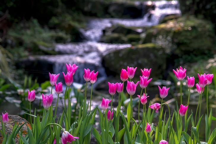photographie de tulipes roses près de l'eau courante, projet 365, tulipes, Taoyuan, Sentani, rose, photographie, eau courante, source d'eau, cascade, nature, tulipe, fleur, plante, couleur rose, printemps, beauté dans la nature, à l'extérieur, été, Fond d'écran HD
