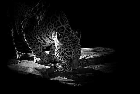коричневый леопард, вода, камни, животное, хищник, ягуар, напиток, черный фон, HD обои HD wallpaper