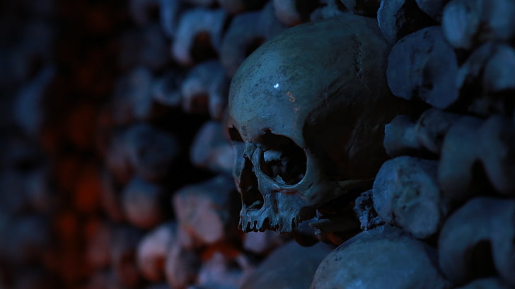 cranio umano, cranio, ossa, profondità di campo, buio, morte, Sfondo HD