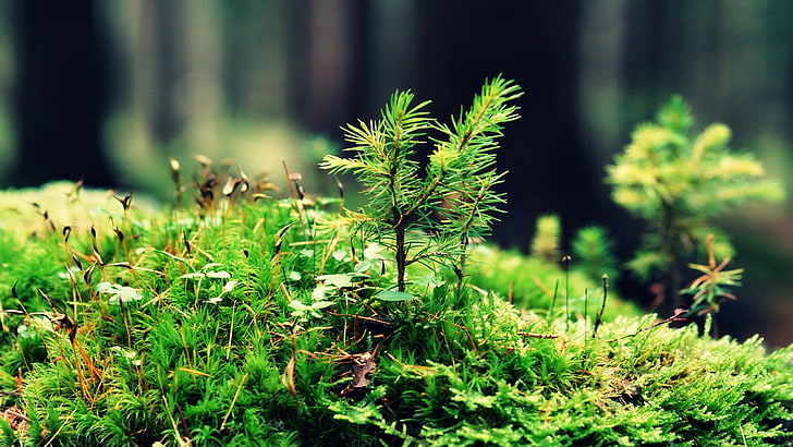 การถ่ายภาพไม้ธรรมชาติพืชใบไม้ป่า, วอลล์เปเปอร์ HD