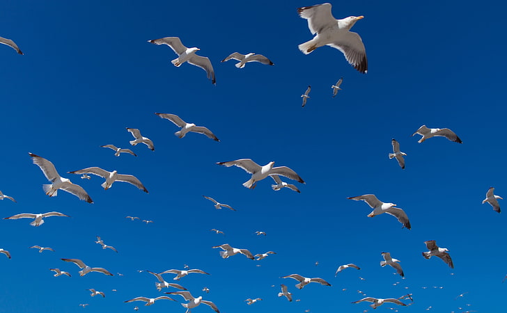 Seagulls, flock of white birds, Animals, Birds, Beautiful, Bird, Seagulls, Photo, bluesky, marruecos, fotografia, marokko, marrakesch, vividstriking, HD wallpaper