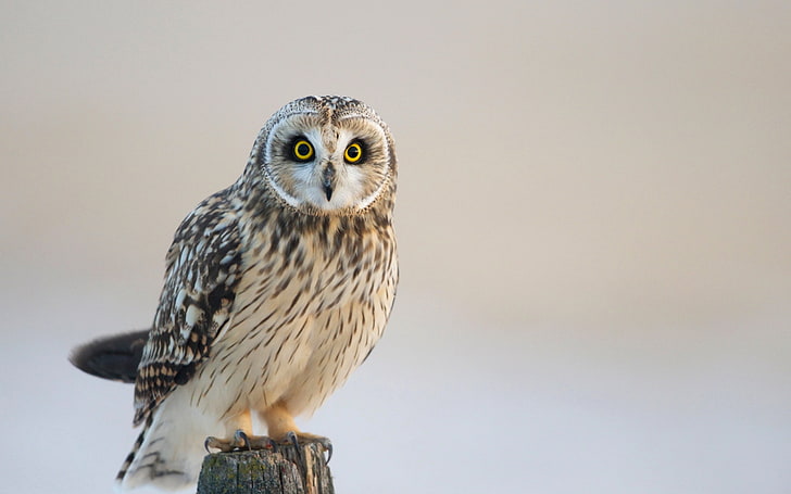 brown and white owl, owl, bird, predator, look, HD wallpaper