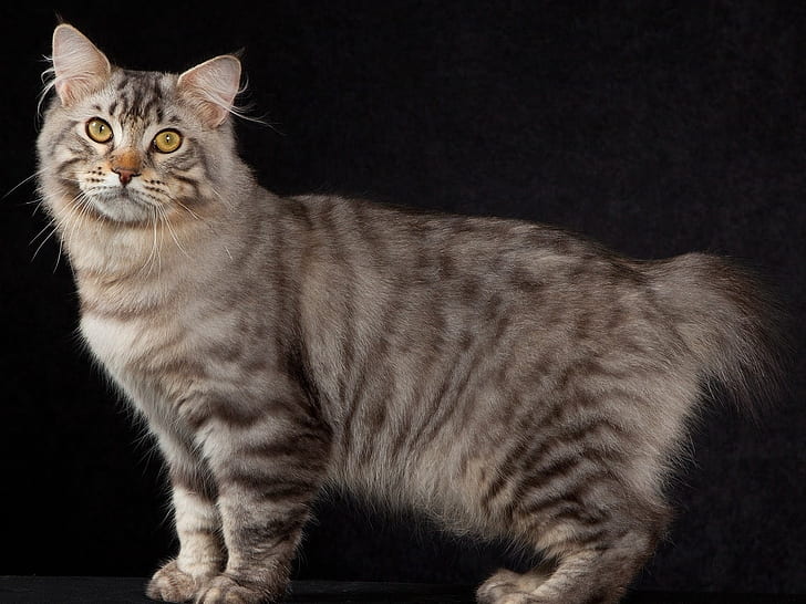 Американска котка Бобтейл Поза, Американска котка Бобтейл, голяма, красива, HD тапет