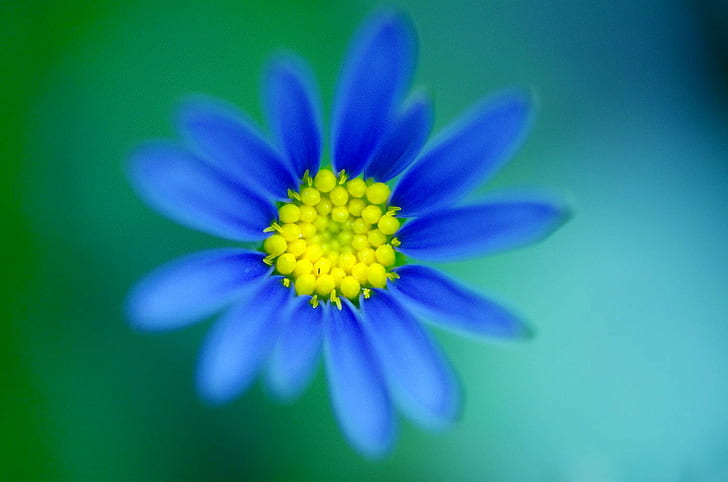 синьо оцветено цвете, мъгла, синьо, цвете Цвете, растение, природа, маргаритка, лято, цвете, венчелистче, близък план, HD тапет