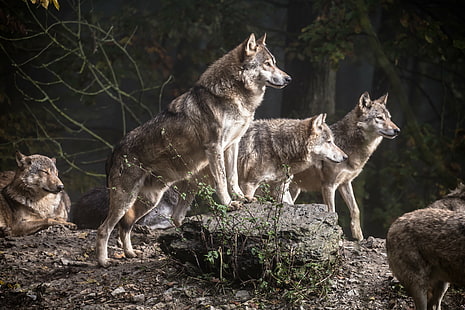 pack of wolf during daytime, wolf pack, daytime, timberwolf, Bad Mergentheim, tierpark, wildpark, wolf, dog, animal, carnivore, mammal, nature, HD wallpaper HD wallpaper