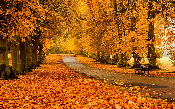 Bench The Autumn Forest, brown leafed trees, Nature, Autumn, forest, bench, HD wallpaper