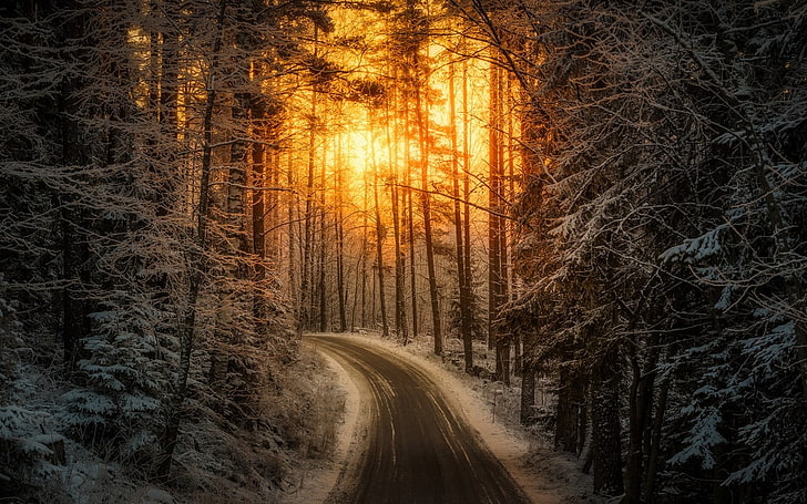 الطبيعة ، المناظر الطبيعية ، ضوء الشمس ، الطريق ، الشتاء ، الغابة ، الثلج ، الأشجار ، فنلندا، خلفية HD