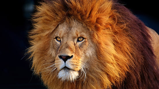 wildlife, hair, lion, mammal, head, whiskers, mane, masai lion, terrestrial animal, big cats, fur, eye, close up, snout, HD wallpaper HD wallpaper