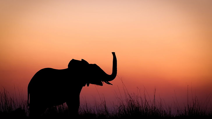 elephant silhouette photo, nature, animals, baby animals, elephant, silhouette, sunset, grass, alone, minimalism, HD wallpaper