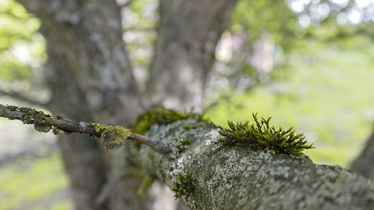 nature, tree bark, branch, HD wallpaper
