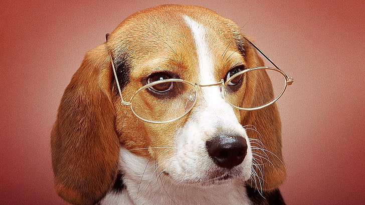 Glasses, dog breed, dog, cute, beagle, nose, snout, hound, HD wallpaper |  Wallpaperbetter
