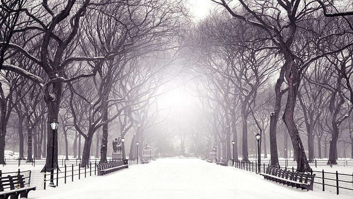 Tree, snow, park, tree lane, monochrome, black and white, monochrome  photography, HD wallpaper | Wallpaperbetter