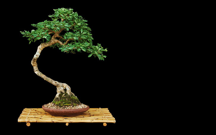 Bonsai Tree Tree Black HD, природа, черно, дърво, бонсай, HD тапет