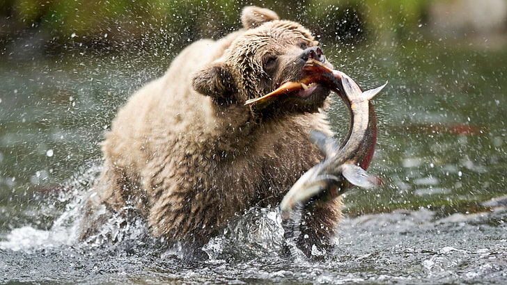 bears, fish, HD wallpaper