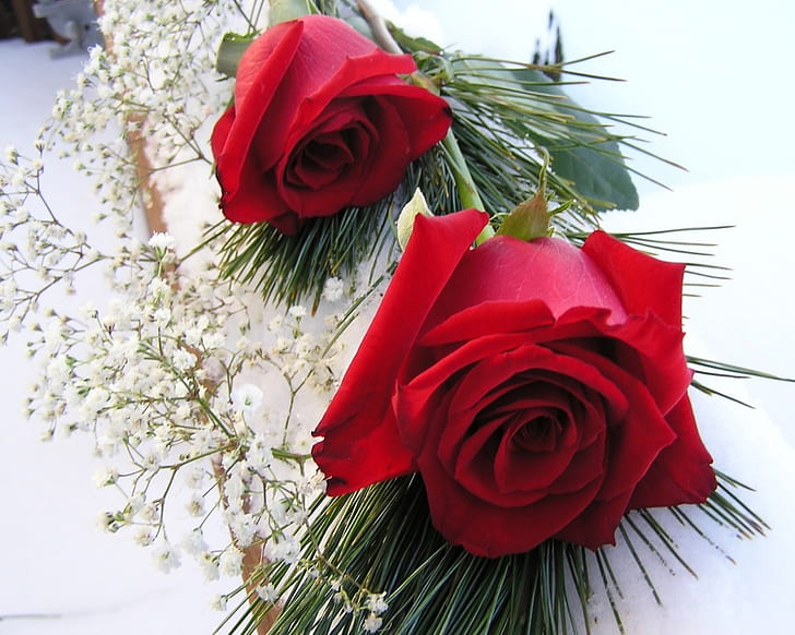 Rote Rosen HD, Blumen, Rot, Rosen, HD-Hintergrundbild