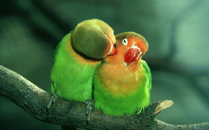 Birds in love are kissing, two green and orange love birds, bird, animal, love, green, HD wallpaper