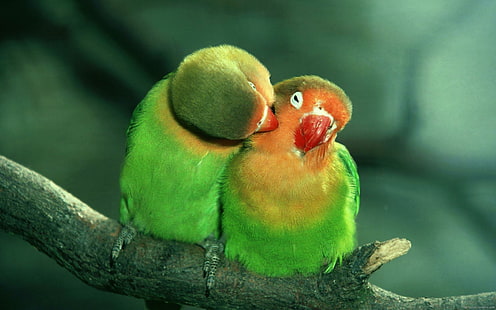 愛の鳥はキス、2つの緑とオレンジの愛の鳥、鳥、動物、愛、緑、 HDデスクトップの壁紙 HD wallpaper