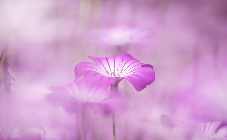 Purple Flowers Tumblr, Aero, Bokeh, Flower, Purple, Asia, Foggy, Japan, Outdoors, Zoom, Blur, canon, Lens, markiii, mark3, kobaken, lefrex, rubinar, HD wallpaper