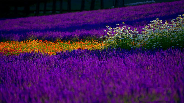 Цветущее поле, весна, поле, лаванда, цветы, цвета, природа и пейзажи, HD обои