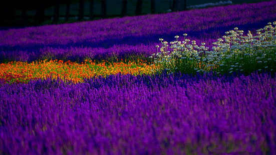 花畑、春、野原、ラベンダー、花、色、自然、風景、 HDデスクトップの壁紙 HD wallpaper