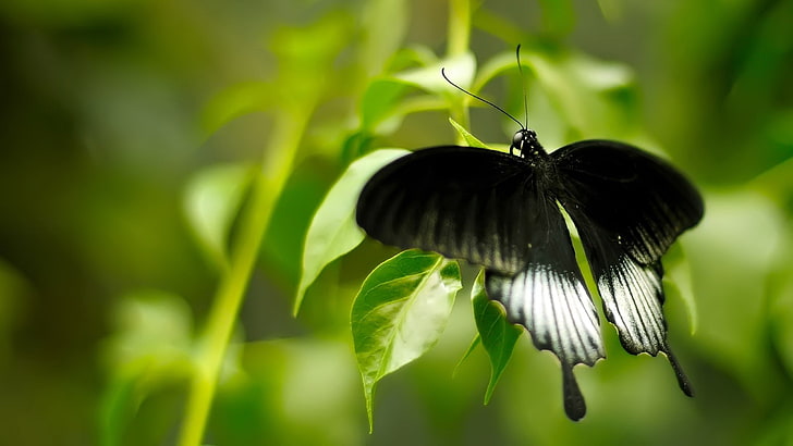 black and white butterfly   hd, HD wallpaper