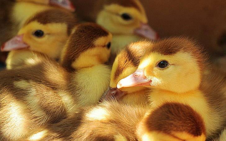ducklings, many backgrounds, chicks, Download 3840x2400 ducklings, HD wallpaper