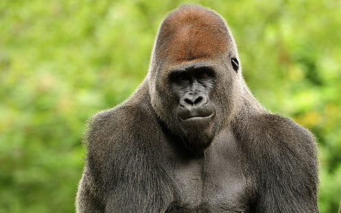 черно-коричневая горилла, обезьяна, горилла, лицо, волосы, HD обои HD wallpaper