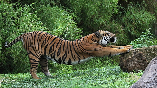 оранжев тигър, животни, тигър, разтягане, HD тапет HD wallpaper