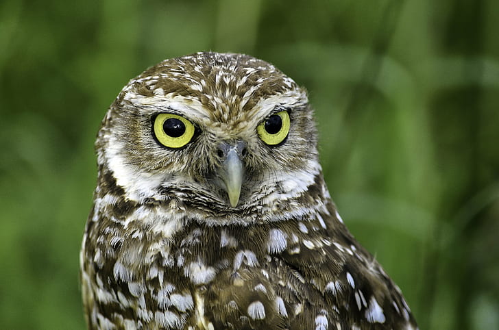 grey and white owl in closeup photography, burrowing owl, burrowing owl, Burrowing Owl, white owl, closeup photography, burrowing  owl, portrait, bird, avian, nature, natural, outdoor, outdoors, eyes, animal, animals, owl, bird of Prey, wildlife, carnivore, beak, animals Hunting, feather, animal Eye, animals In The Wild, looking, brown, HD wallpaper