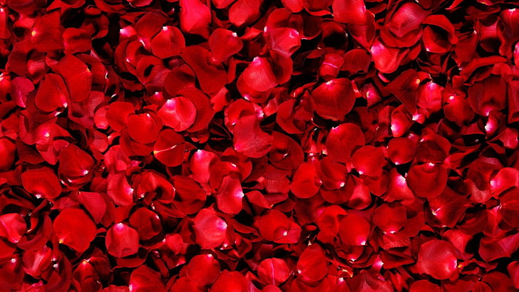 Cantik, makro, kelopak, merah, mawar, Wallpaper HD