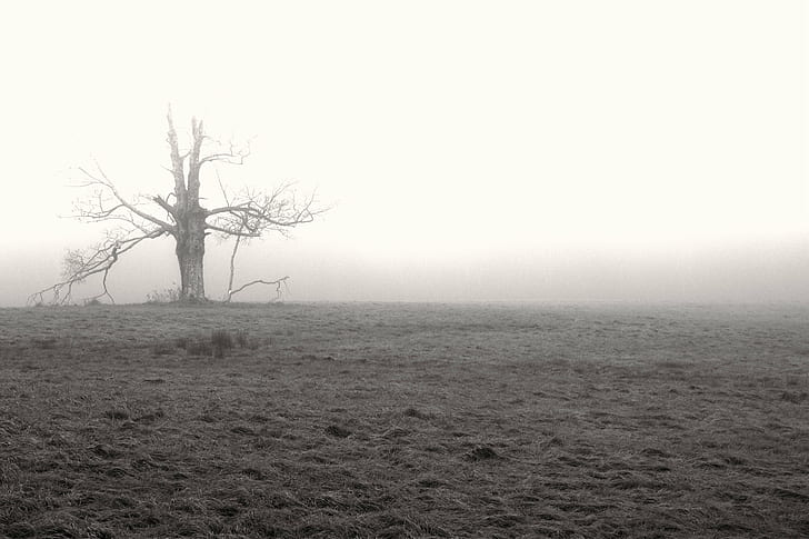 brown wooden tree in deserted place, tree, in the fog, deserted, field, nature, fog, landscape, HD wallpaper