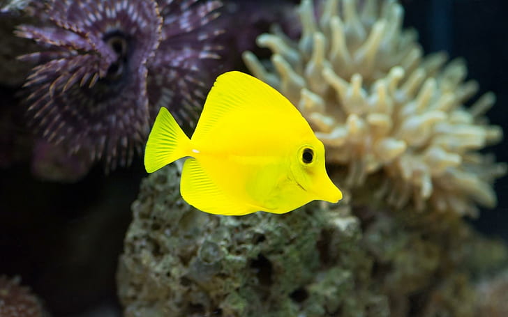 fish, yellow, underwater, seaweed, fish, yellow, underwater, seaweed, HD wallpaper