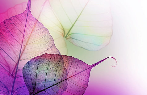 folhas, transparentes, roxas, veias, lilás, HD papel de parede HD wallpaper