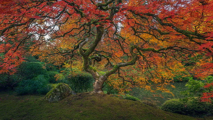 оранжево листно дърво, зелено и оранжево дърво за тапети, Портланд, дървета, есен, цветни, растения, хълм, мъх, Тихи океан, пейзаж, национален парк, HD тапет