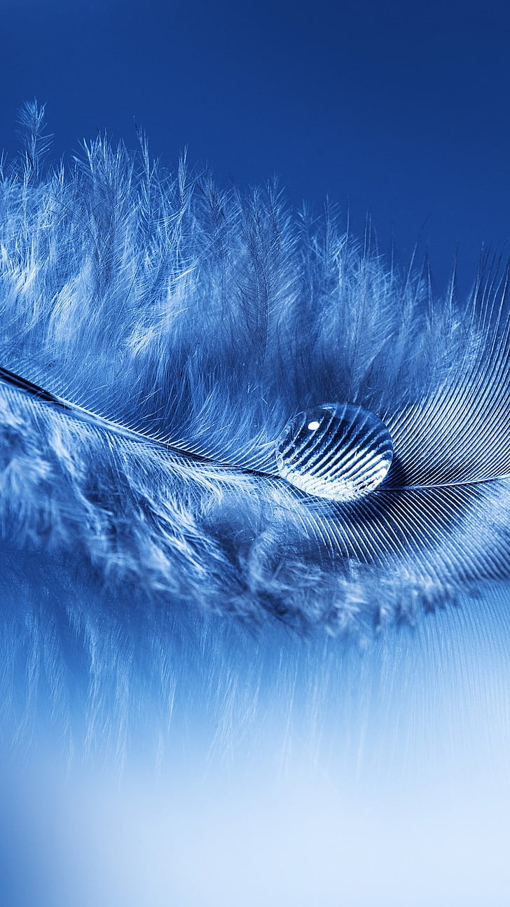 gray feather with water droplet, portrait display, feathers, water drops, macro, simple background, blue, HD wallpaper