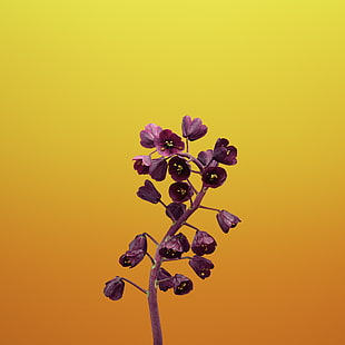 iPhone X, Fritillaria, iOS 11, Stock, iPhone 8, HD wallpaper HD wallpaper